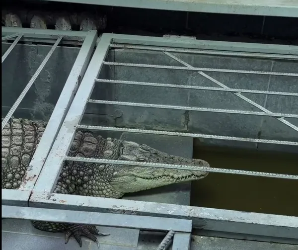 Крокодил из офиса телекомпании в Обнинске может умереть из-за отключения отопления