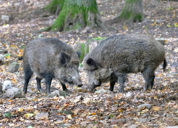 В Москве и Подмосковье выросло количество диких кабанов, звери в любой момент могут напасть