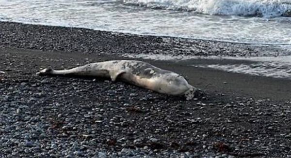 Мёртвых дельфинов массово выбрасывает на берега Анапы