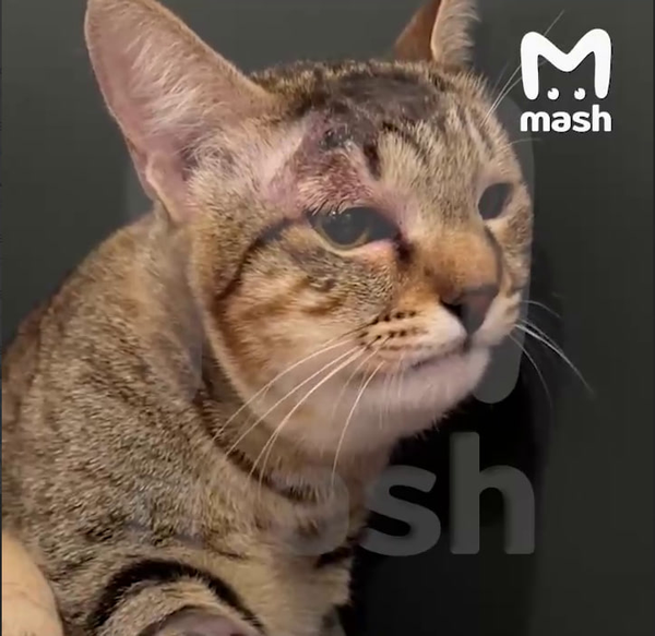 Кошка спасла семью туристов из Екатеринбурга от ядовитой змеи на Бали