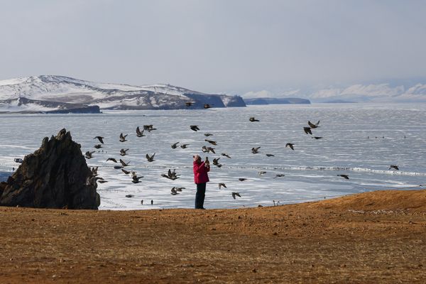 "Окно Овертона": биолог оценила законопроект о сплошных рубках на Байкале