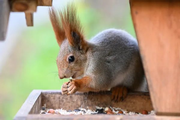 В Ставрополе запретят кормить белок