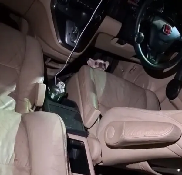 Россиянка оставила собаку в машине на жаре в Таиланде — теперь ей грозит спецтюрьма