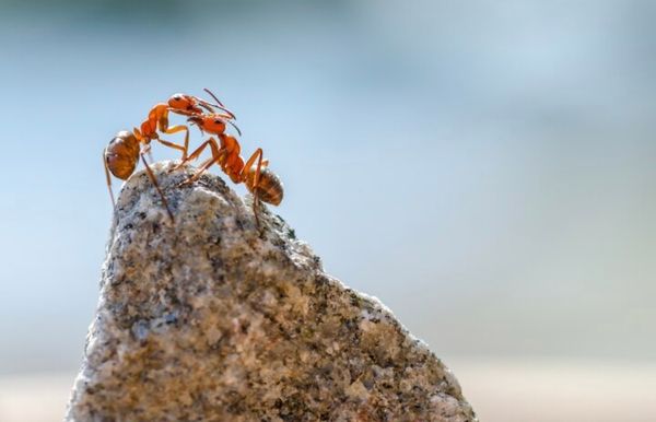 Муравей Юра поселился в ухе жительницы Новосибирска на отдыхе в Таиланде