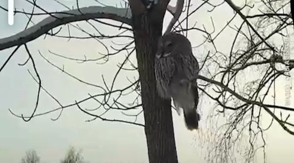 Новосибирцы засмущали сову комплиментами