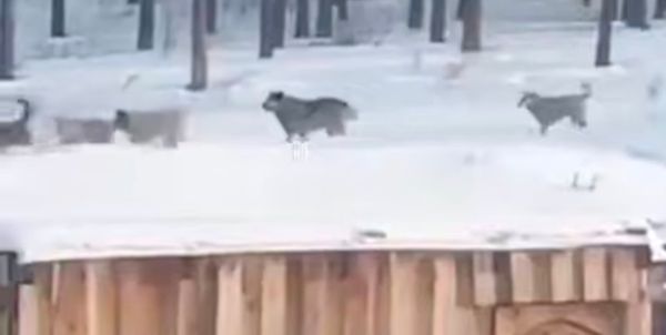 Громадная стая бродячих собак пугает жителей Улан-Удэ