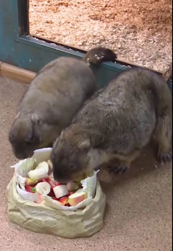 Тульские сурки Наташа и Серёжа предсказали россиянам раннюю весну