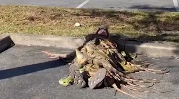 Американец укрылся одеялом из игуан, чтобы не замёрзнуть