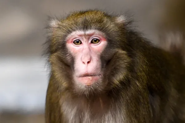 Что такое оспа обезьян и как ей не заразиться