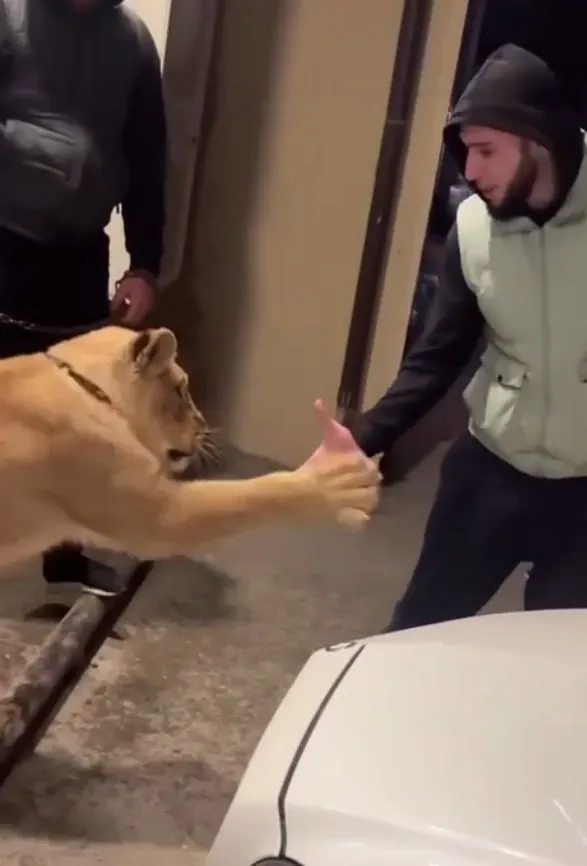 Лев напал на мужчину прямо на улице в Махачкале