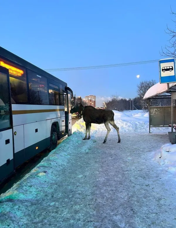 Нашествие лосей в Подмосковье: как вести себя при встрече с животным в городе