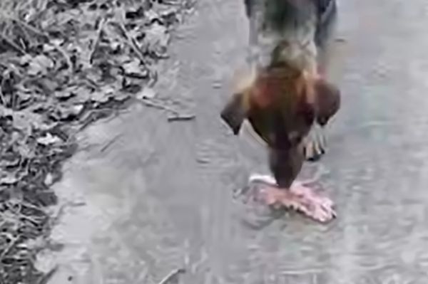 Волонтёры спасли раненую и обезвоженную собаку в Зуевке