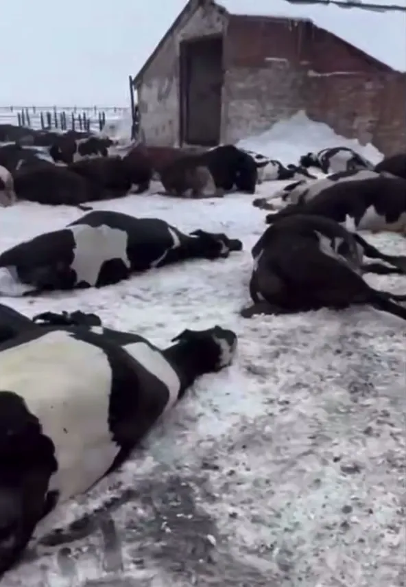 Ветеринары вырезают скот в сёлах Сибири и Поволжья — люди теряют стада и последний заработок