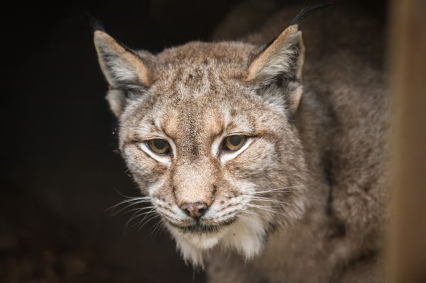 Рыси кошмарят жителей центральной России