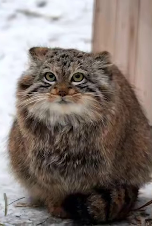 Манул греет лапки на хвостике в Новосибирском зоопарке