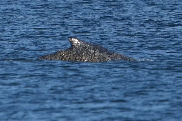 Серфингист столкнулся с китом в заливе Сан-Франциско