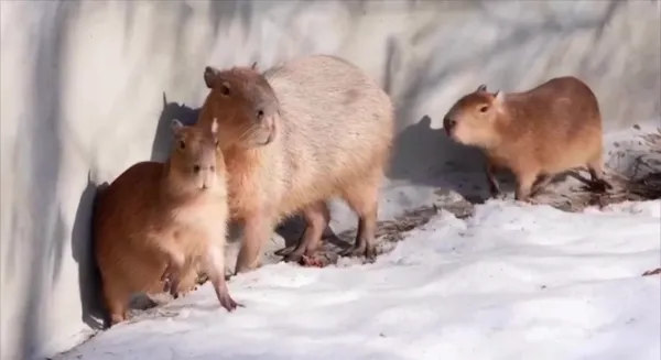 В Москве четыре капибары вышли погулять на весеннем солнце