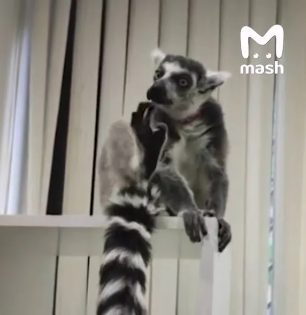 Первого в Москве лемура-психолога Васю изъяли из антикафе и передали в зоопарк
