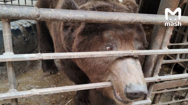 Уралец завел медведя в частном доме и пропал без вести на фронте