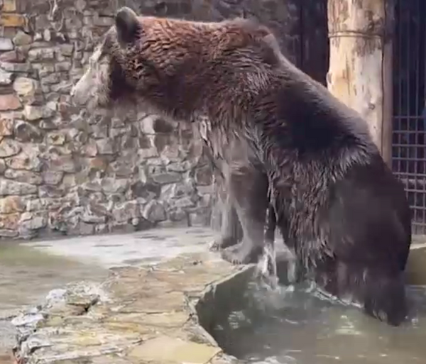 Челябинского медведя Степана спасли и переселили в экопарк "Зюраткуль"
