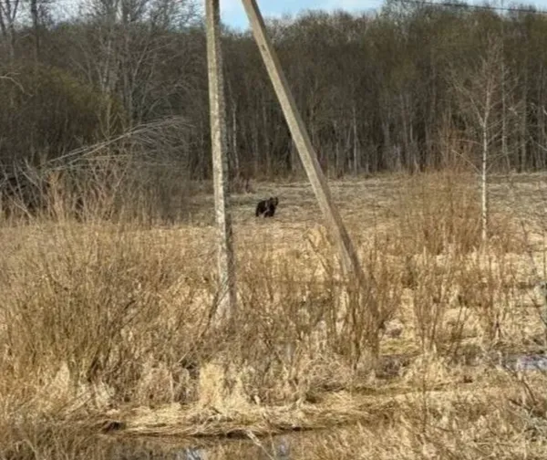 Медведи, оголодавшие после зимы, вышли к людям в Подмосковье