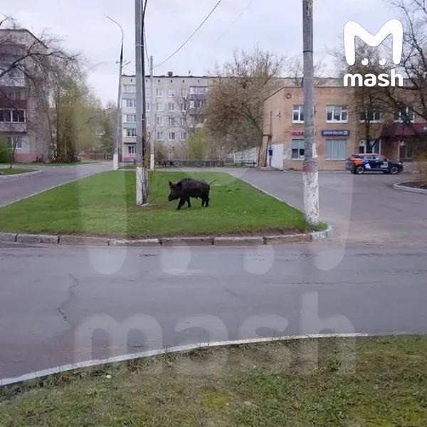 Огромный кабан напугал школьников и их родителей в Подмосковье