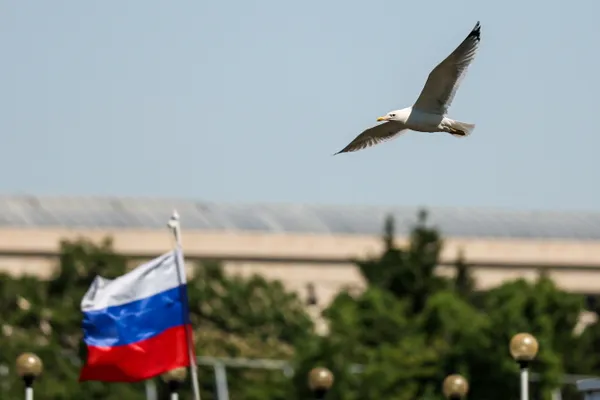 В Петербурге спасли чайку, застрявшую в проводах над Невой