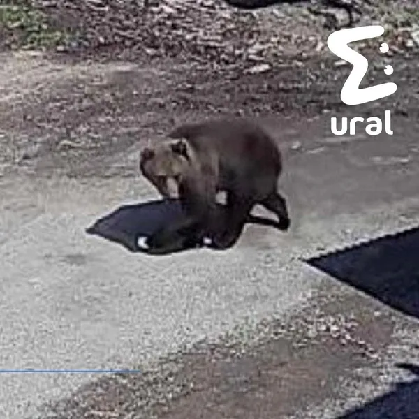 Жители уже неделю делят город с медведем в Пермском крае