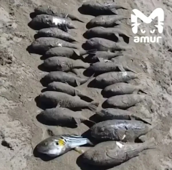 Ядовитая рыба фугу массово выбрасывается на берег в Приморье