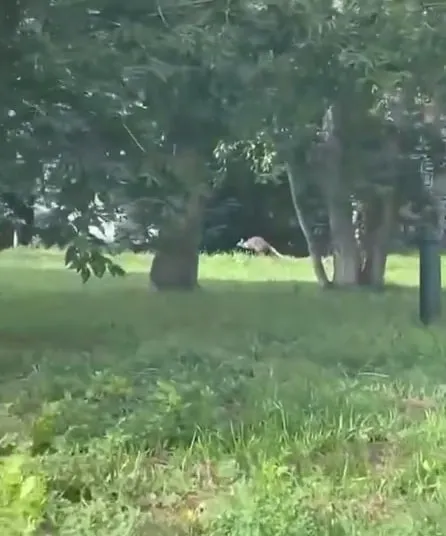 В Комсомольске-на-Амуре женщина выгуливала кенгуру: видео
