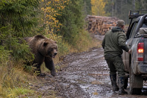 Медведей в Иркутской области стало вдвое больше нормы из-за слабого отстрела