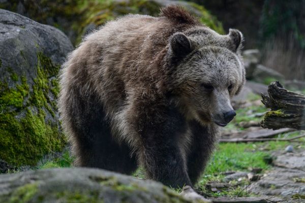 В Приангарье за сутки застрелили семь медведей
