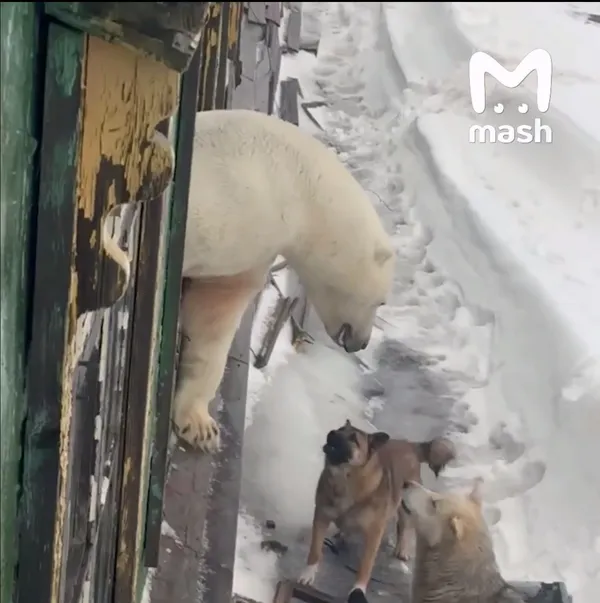 Полярные медведи залезли на станцию метеорологов на мысе Челюскин: видео