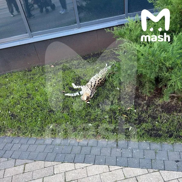Из окна элитного ЖК "Серебряный бор" в Москве выбросили дикую кошку за 1,5 млн рублей