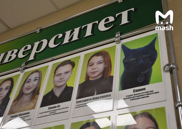 Кот стал студентом дальневосточного университета