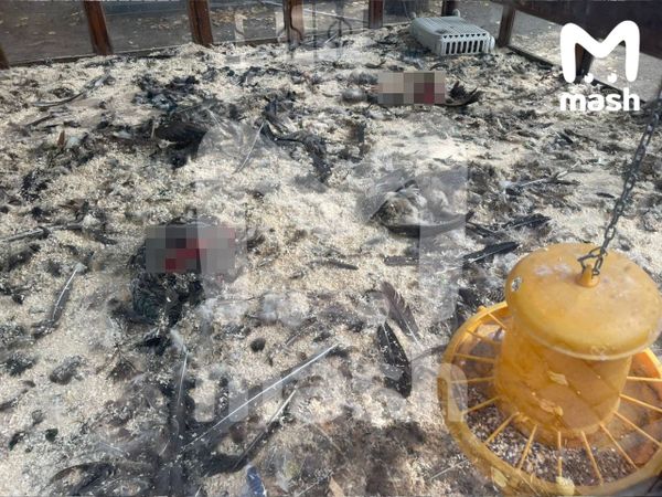 В столичном кафе убили восемь павлинов