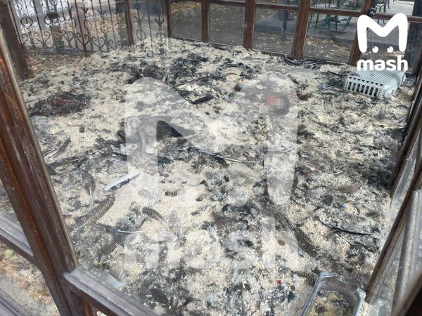 В столичном кафе убили восемь павлинов
