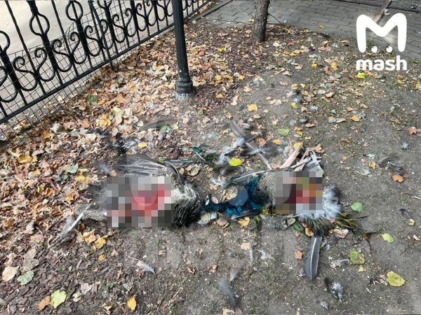 В столичном кафе убили восемь павлинов
