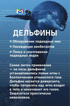 Примеры животных на военной службе: карточки от Mash Room