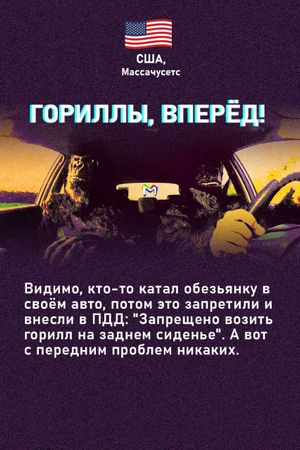 Странные правила дорожного движения в мире в карточках от Mash Room