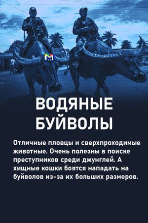Примеры животных на военной службе: карточки от Mash Room