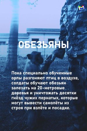 Примеры животных на военной службе: карточки от Mash Room