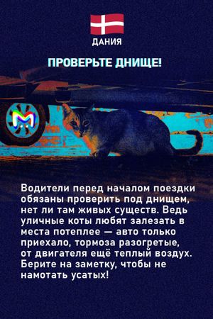 Странные правила дорожного движения в мире в карточках от Mash Room