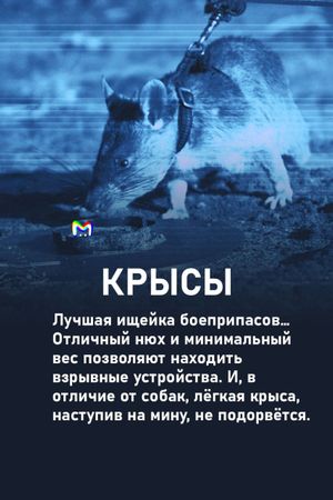 Примеры животных на военной службе: карточки от Mash Room