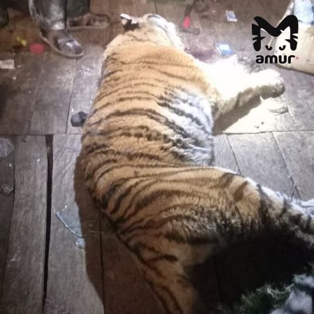 Тигр напал на 19-летнего охотника в Хабаровском крае