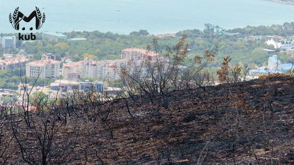 В Минприроды Краснодарского края оценили последствия пожара в лесу Геленджика