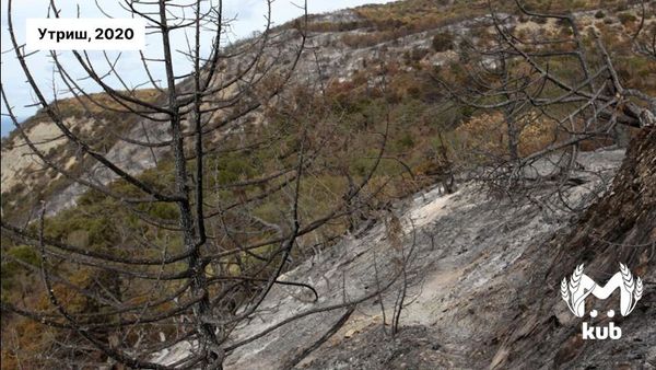 Восстановление сгоревшего леса в Геленджике может занять десятилетия