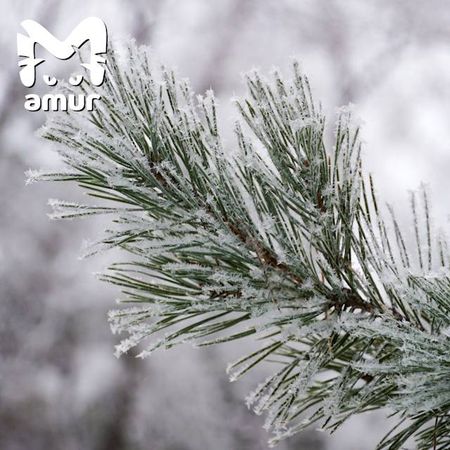 Комсомольск-на-Амуре побелел будто в сказке про Снежную королеву