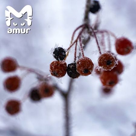 Комсомольск-на-Амуре побелел будто в сказке про Снежную королеву