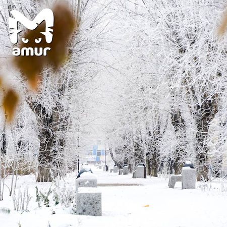 Комсомольск-на-Амуре побелел будто в сказке про Снежную королеву